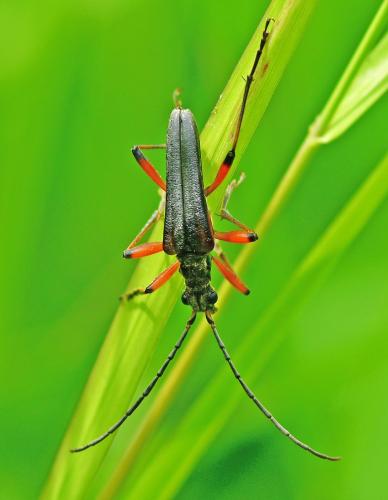 Stenocorus meridianus